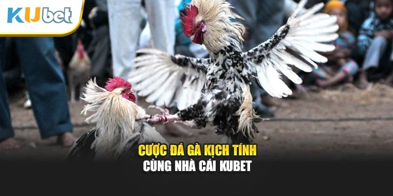 Cược đá gà kịch tính cùng nhà cái Kubet